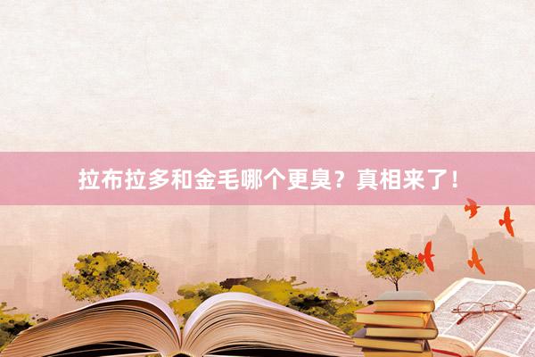 拉布拉多和金毛哪个更臭？真相来了！