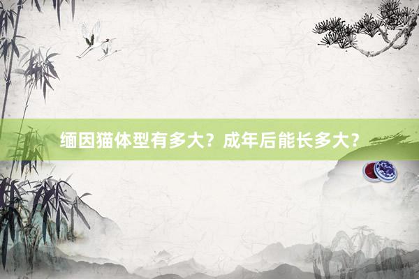 缅因猫体型有多大？成年后能长多大？